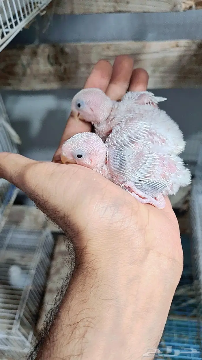 فروخ روز فواخر 5