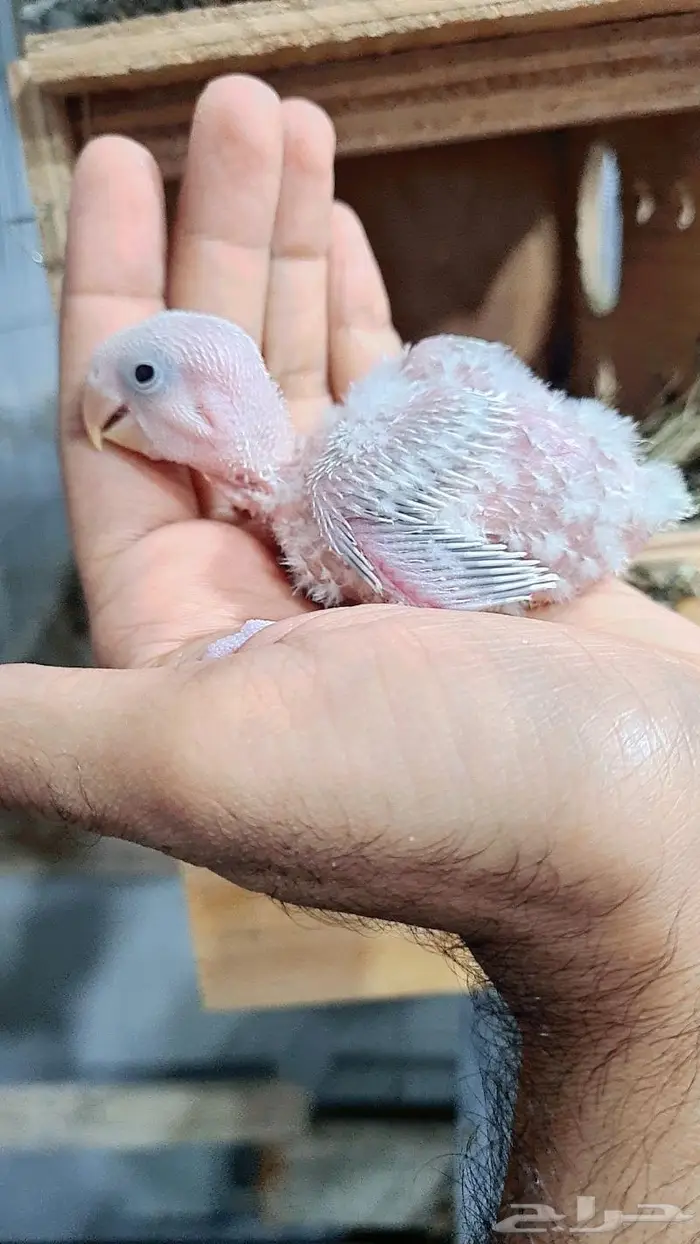 فروخ روز فواخر 4