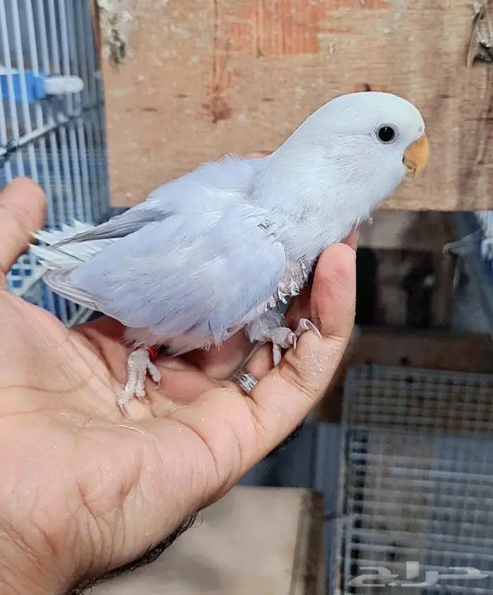 فروخ روز فواخر 0