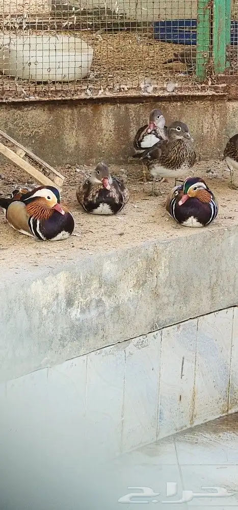 بط مندرين ملون 1