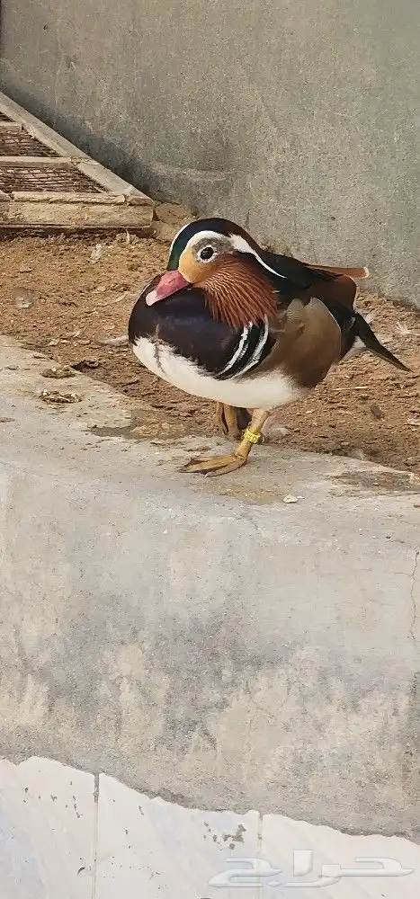 بط مندرين ملون 0