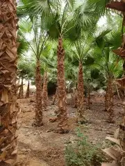 تخيل للبيع 8