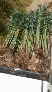 تخيل للبيع 0