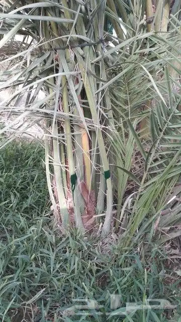 سقعي وبرحي خلاص 6