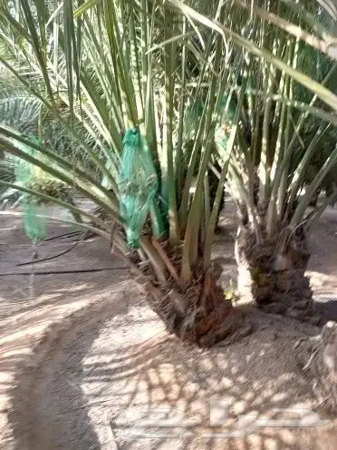 تخيل للبيع 2