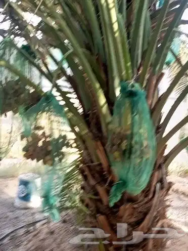 تخيل للبيع 1