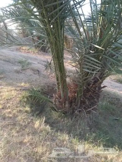 سقعي وبرحي خلاص 7