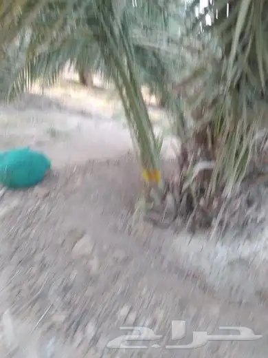 سقعي وبرحي خلاص 3