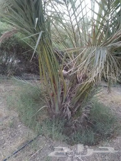 سقعي وبرحي خلاص 4