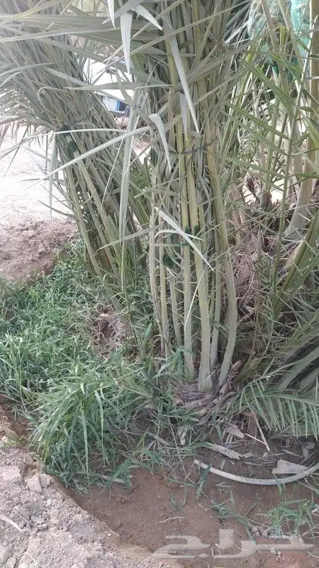 سقعي وبرحي خلاص 1