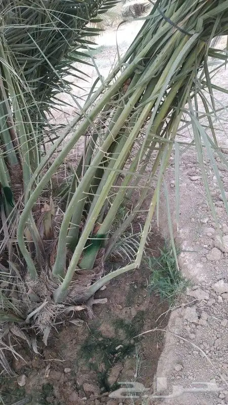 سقعي وبرحي خلاص 0