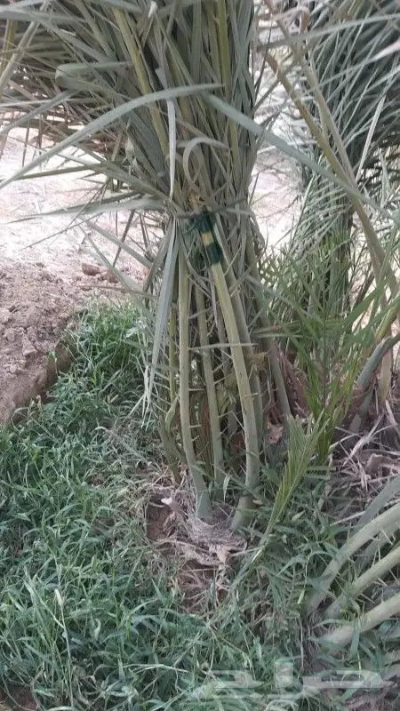 سقعي وبرحي خلاص 5