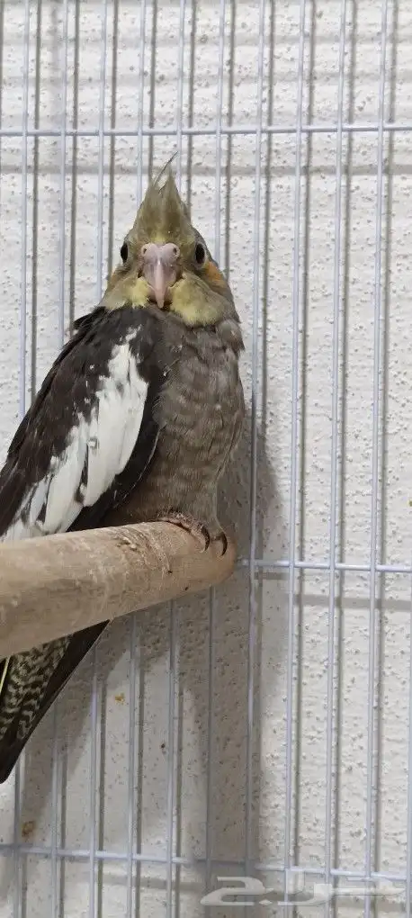 زوج كوكاتيل ( كروان ) بفروخه 5