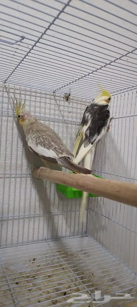 زوج كوكاتيل ( كروان ) بفروخه 4