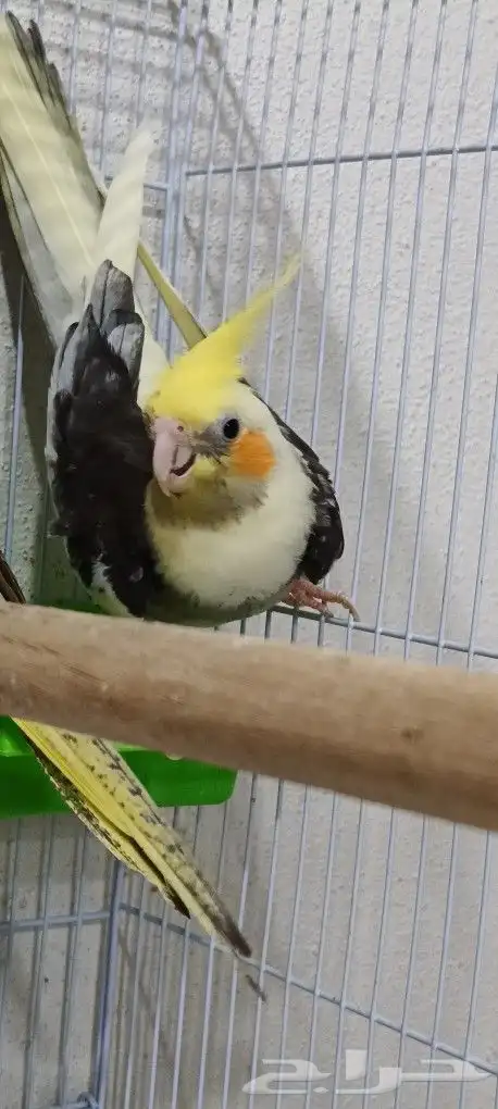 زوج كوكاتيل ( كروان ) بفروخه 1