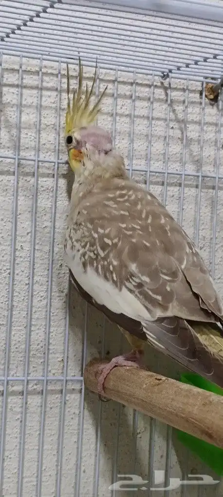 زوج كوكاتيل ( كروان ) بفروخه 2