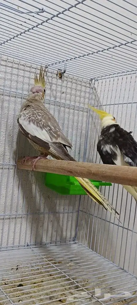 زوج كوكاتيل ( كروان ) بفروخه 3