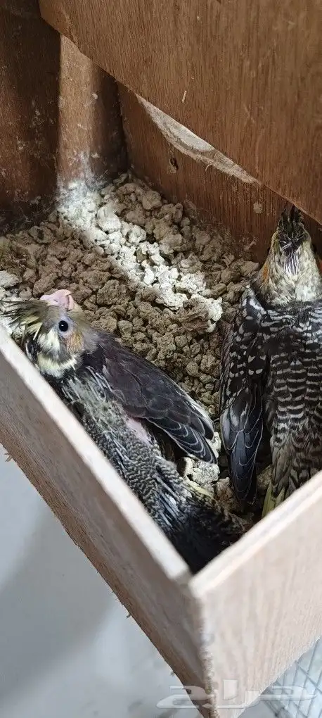 زوج كوكاتيل ( كروان ) بفروخه 6