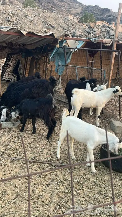 طليان وتيوس مع الطبخ او السلخ والتوصيل حنيذ بالمرخ ومندي 3