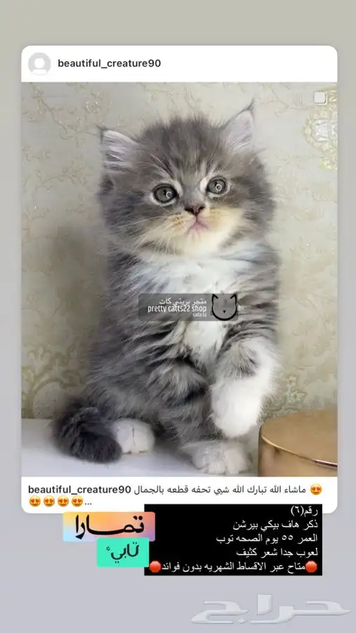 قطط قطه قطوه قطو بسه كيتن بيرشن بيكي فيس شيرازي هملايا 5