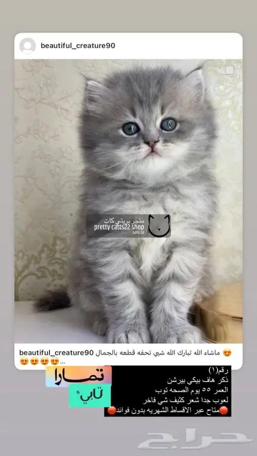 قطط قطه قطوه قطو بسه كيتن بيرشن بيكي فيس شيرازي هملايا 1