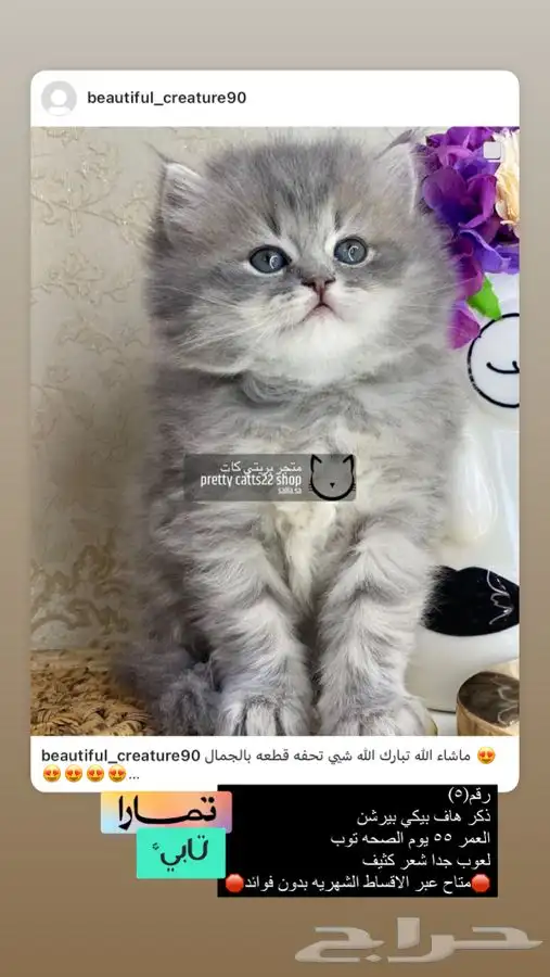 قطط قطه قطوه قطو بسه كيتن بيرشن بيكي فيس شيرازي هملايا 3
