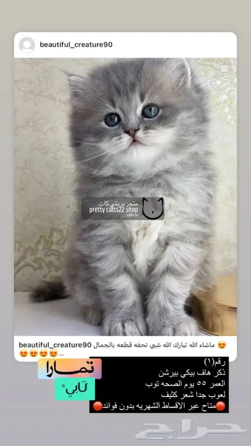 قطط قطه قطوه قطو بسه كيتن بيرشن بيكي فيس شيرازي هملايا 2