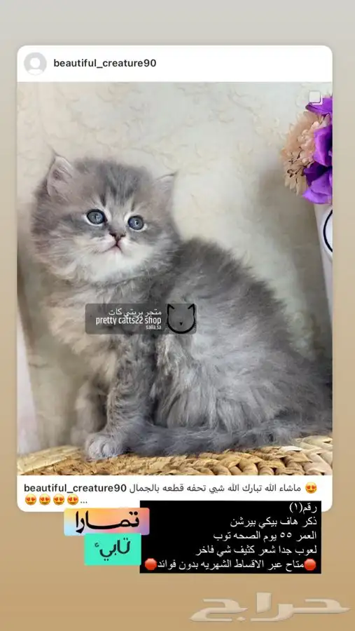 قطط قطه قطوه قطو بسه كيتن بيرشن بيكي فيس شيرازي هملايا 0