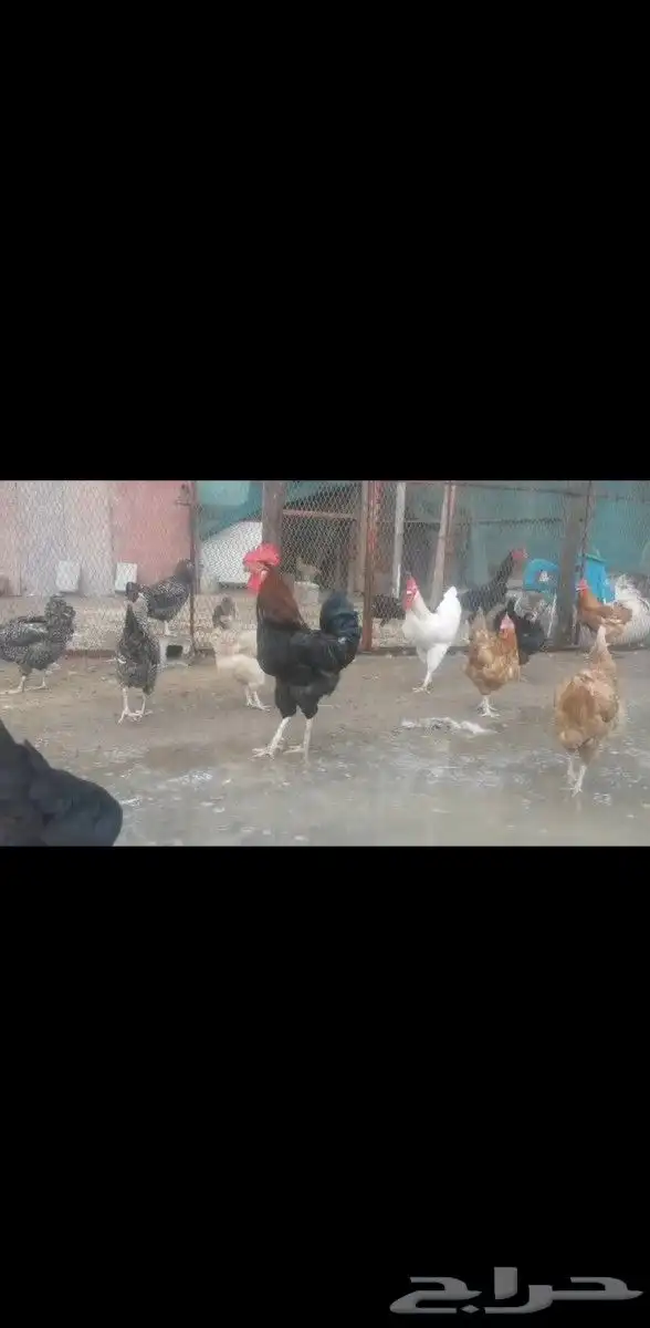 صيصان دجاج تركي وفحول جاهزة 3