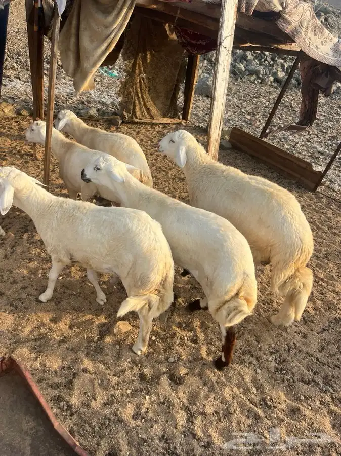 طليان وتيوس مع الطبخ او السلخ والتوصيل حنيذ بالمرخ ومندي 0