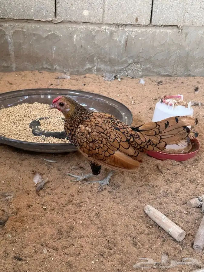 دجاج سبرايت 13