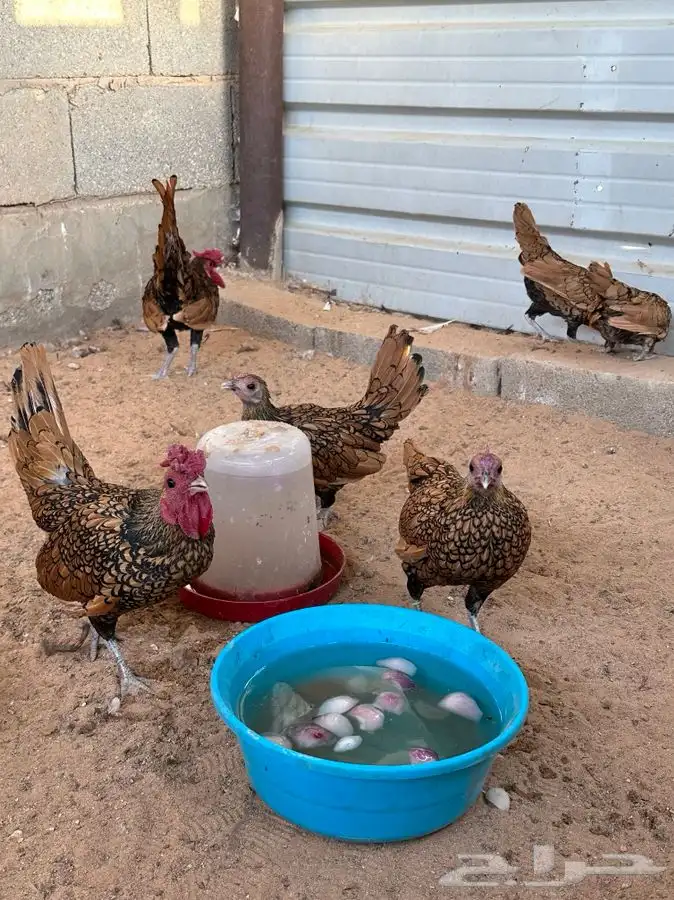 دجاج سبرايت 14