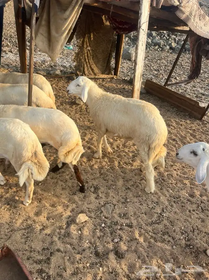 طليان وتيوس مع الطبخ او السلخ والتوصيل حنيذ بالمرخ ومندي 1