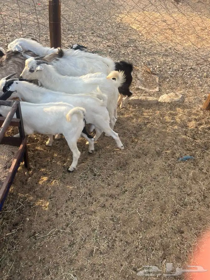 طليان وتيوس مع الطبخ او السلخ والتوصيل حنيذ بالمرخ ومندي 4