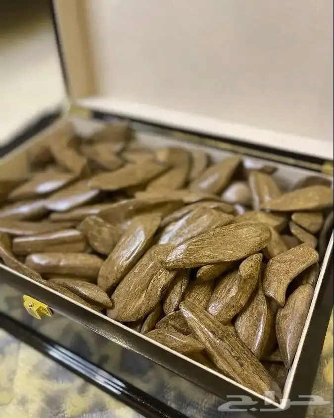 عود موروكي آصقون طبيعي محسن جبلي بسعر الجملة 0