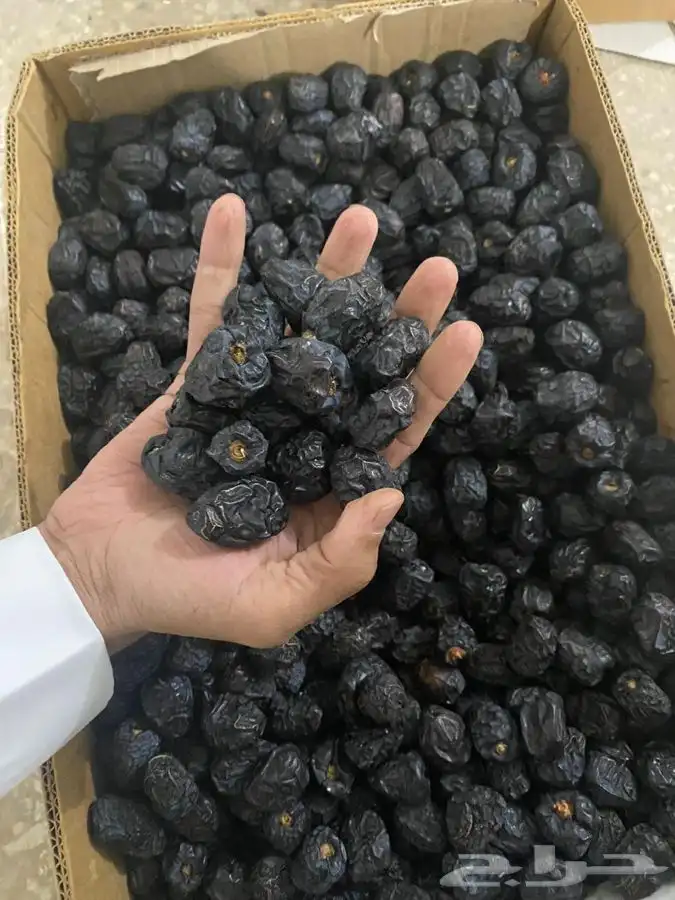 عجوة المدينه 23