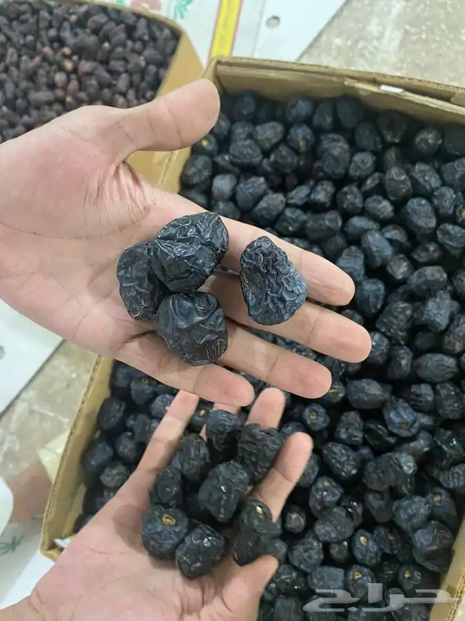 عجوة المدينه 22