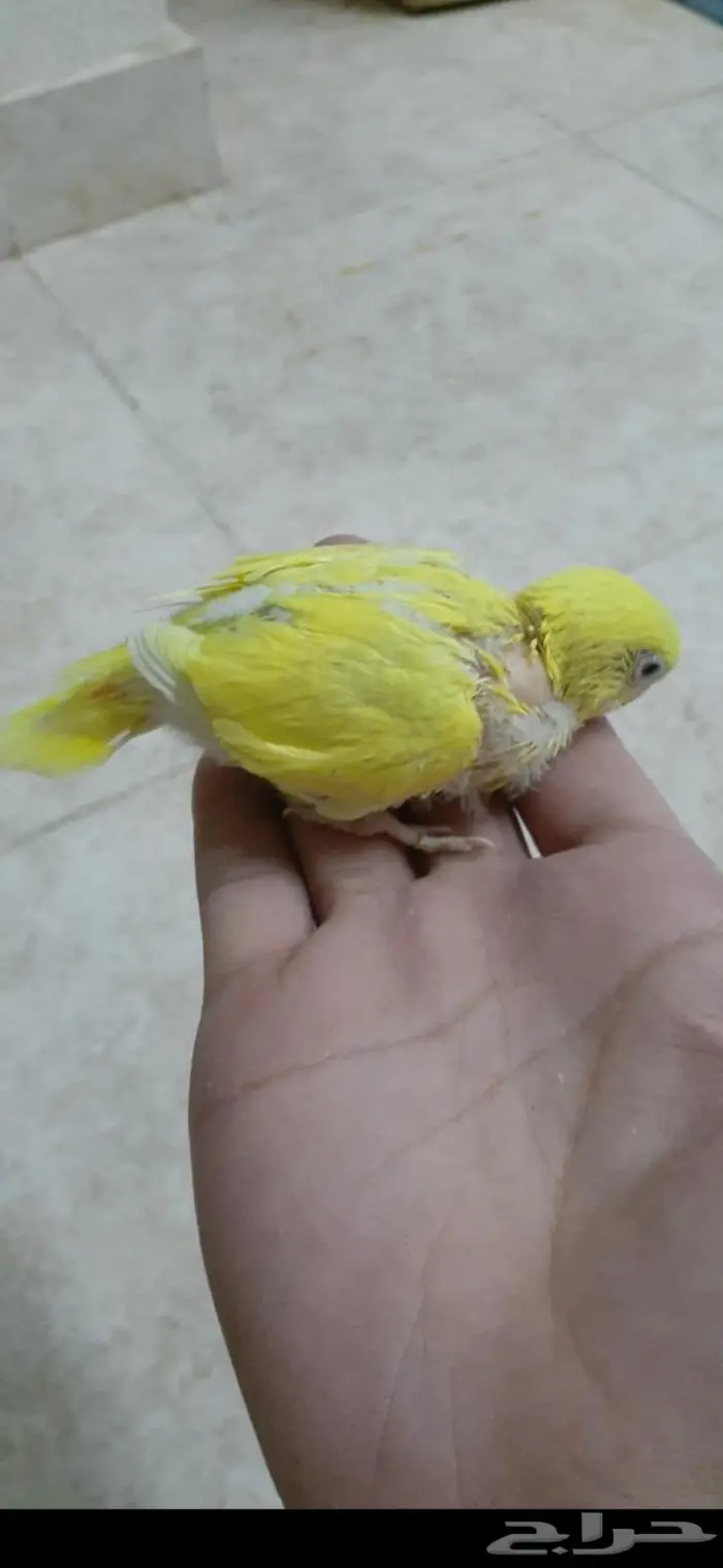 فروخ بادجي هولندي ( تم البيع) 1
