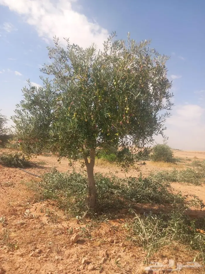 أشجار زيتون للبيع 0