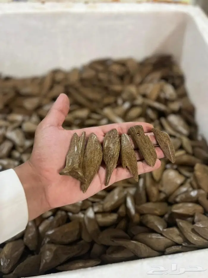 عود موروكي آصقون طبيعي محسن جبلي بسعر الجملة 1