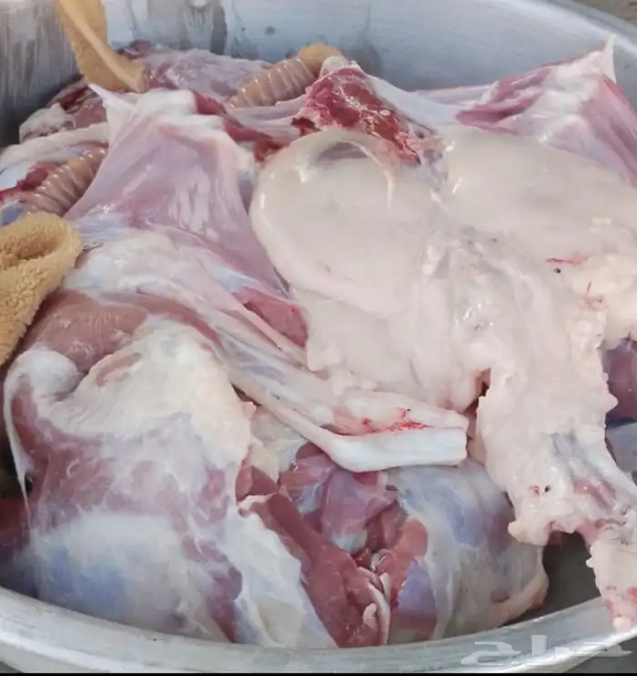 طليان وتيوس مع الطبخ او السلخ والتوصيل حنيذ بالمرخ ومندي 2