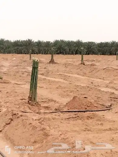 فسائل مثمرة للبيع 3