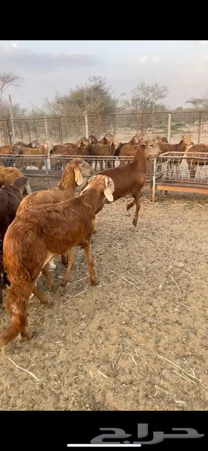 سواكن ذبايح مربى شحم 2