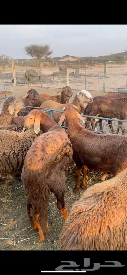 سواكن ذبايح مربى شحم 0