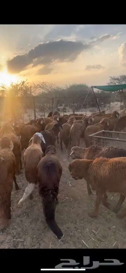 سواكن ذبايح مربى شحم 1