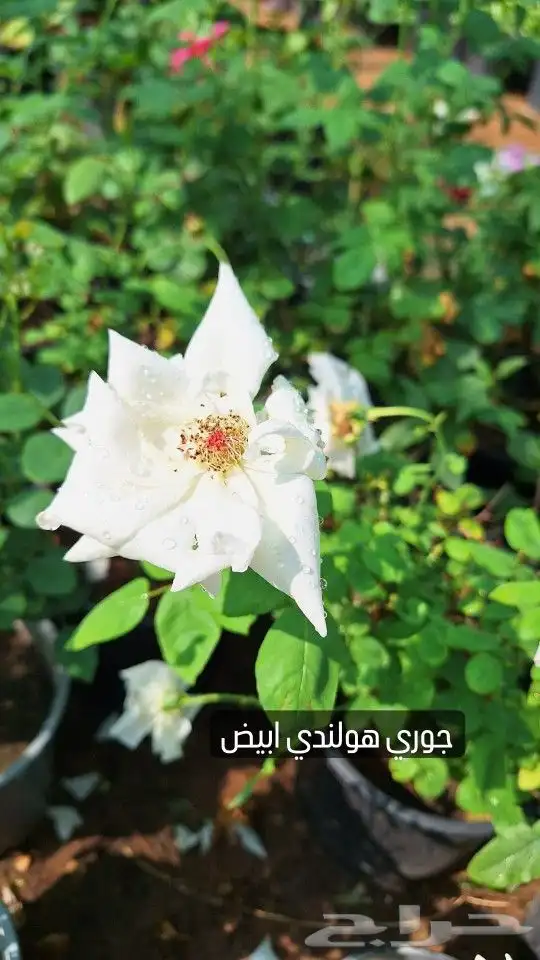 اشجار الظلال والفواكه والعطريات والورود مع التوصيل 0