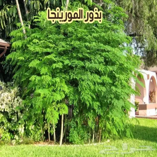 بذور مورنقى الهندي بالكيلو 1