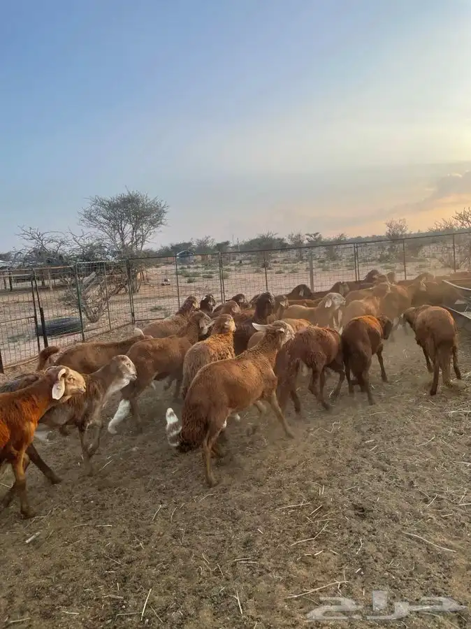 سواكن ذبايح مربى شحم 3