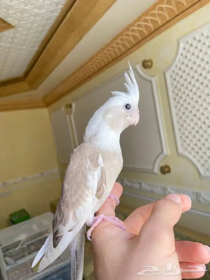 فرخ كروان كوكتيل اليف وهدد نشبه 1