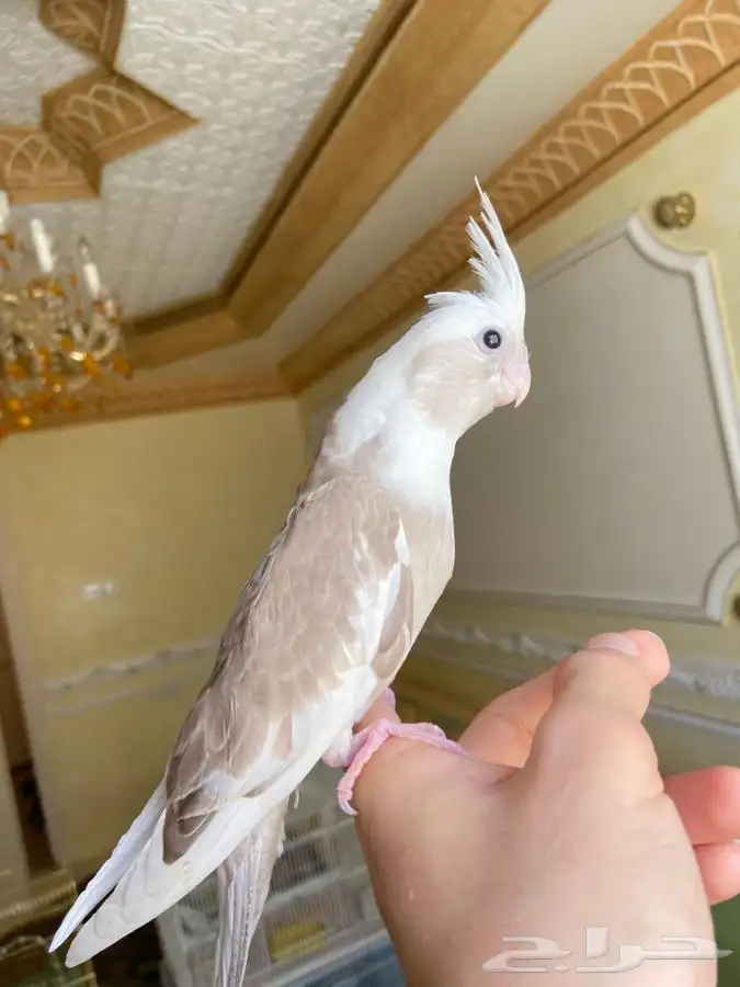 فرخ كروان كوكتيل اليف وهدد نشبه 11